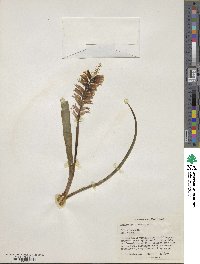 Lachenalia glaucina image