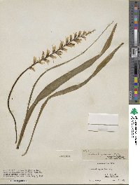 Lachenalia glaucina image