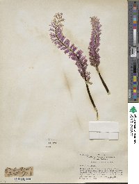 Lachenalia glaucina image