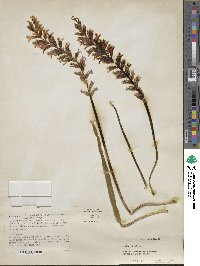 Lachenalia glaucina image