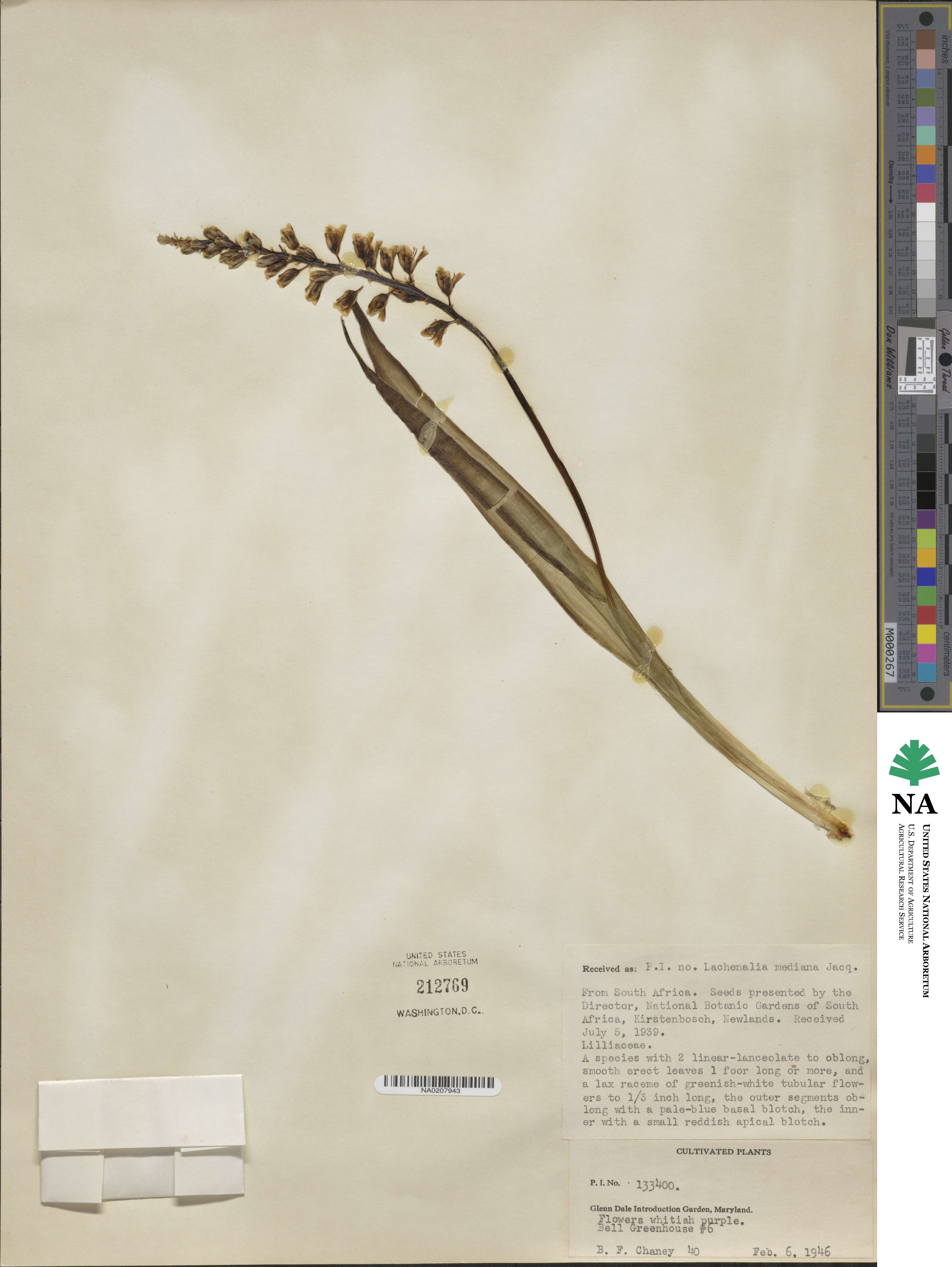 Lachenalia mediana image