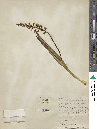 Image of Lachenalia mediana