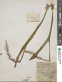 Image of Lachenalia membranacea