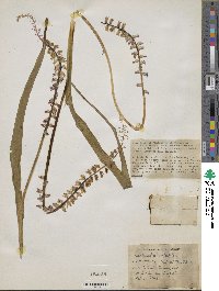 Image of Lachenalia mutabilis