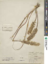 Image of Lachenalia orthopetala