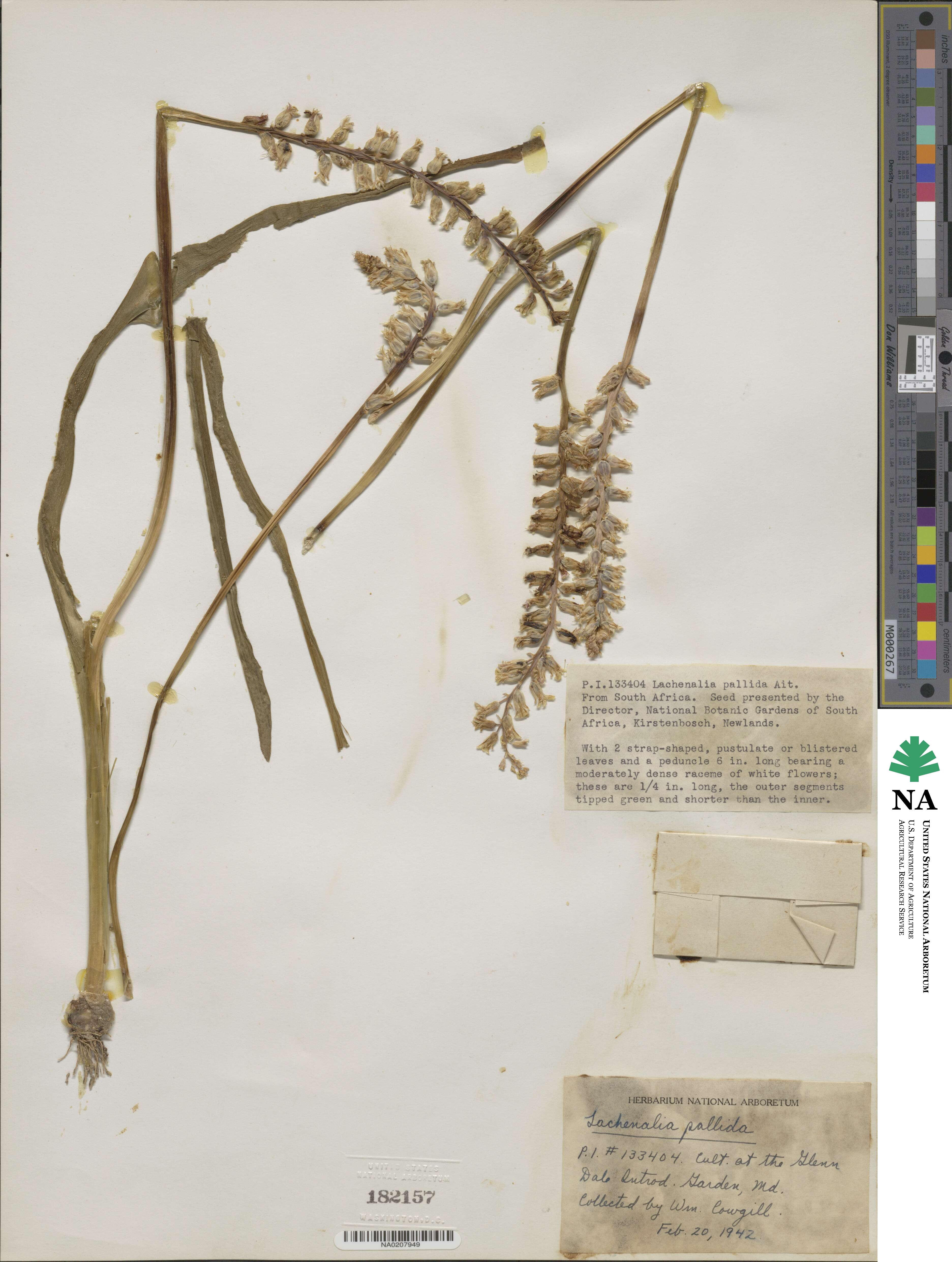 Lachenalia pallida image