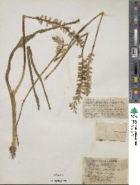 Lachenalia pallida image