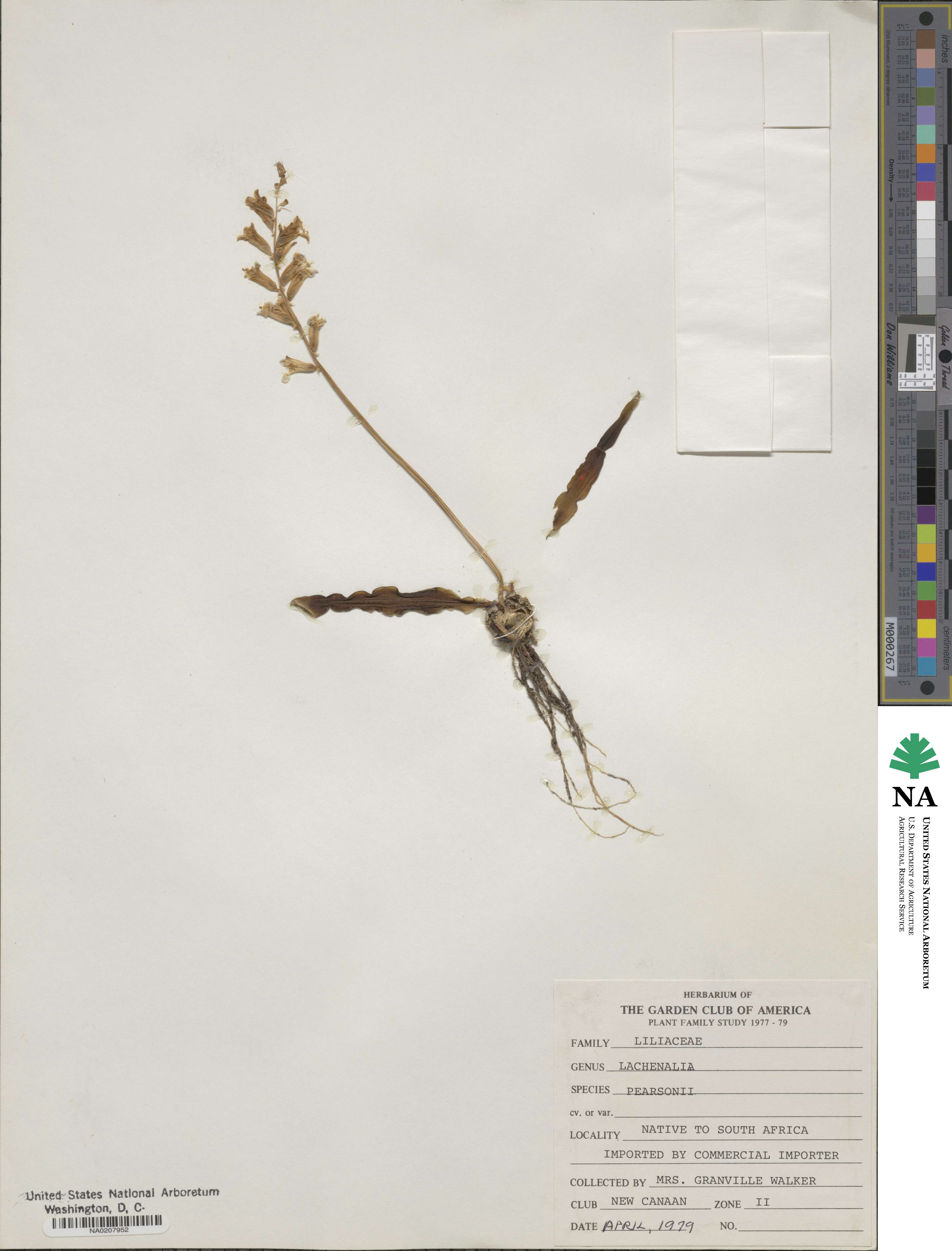 Lachenalia pearsonii image