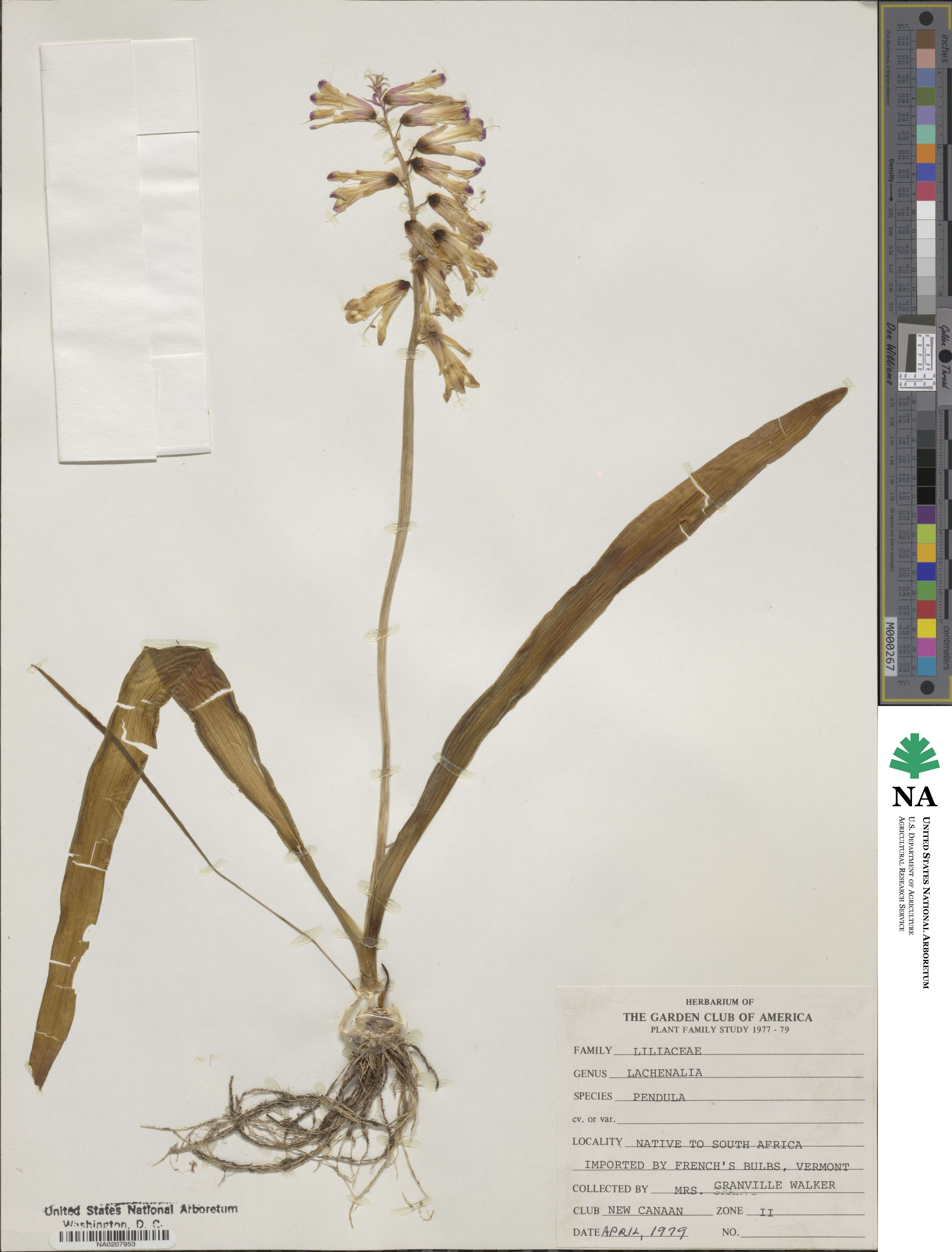 Lachenalia bulbifera image