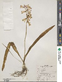 Image of Lachenalia bulbifera