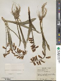 Lachenalia aloides image