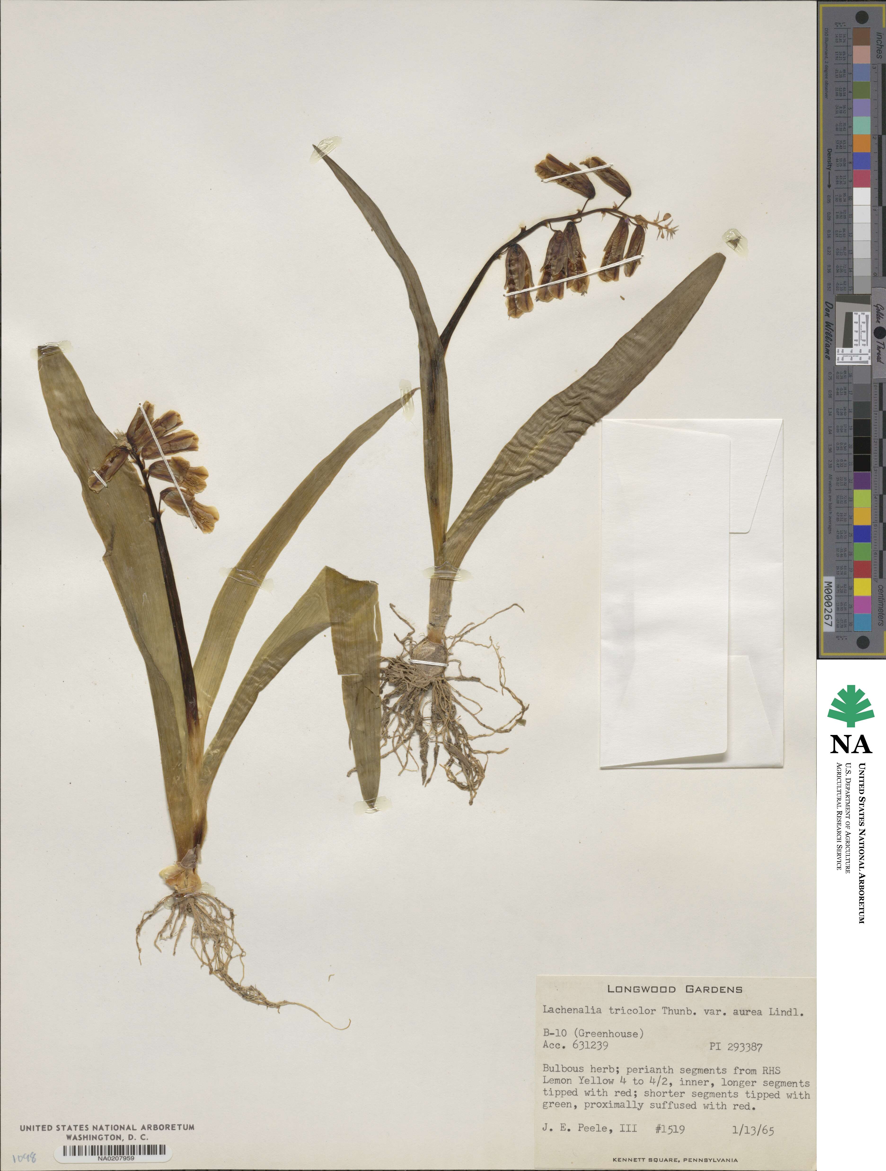 Lachenalia flava image