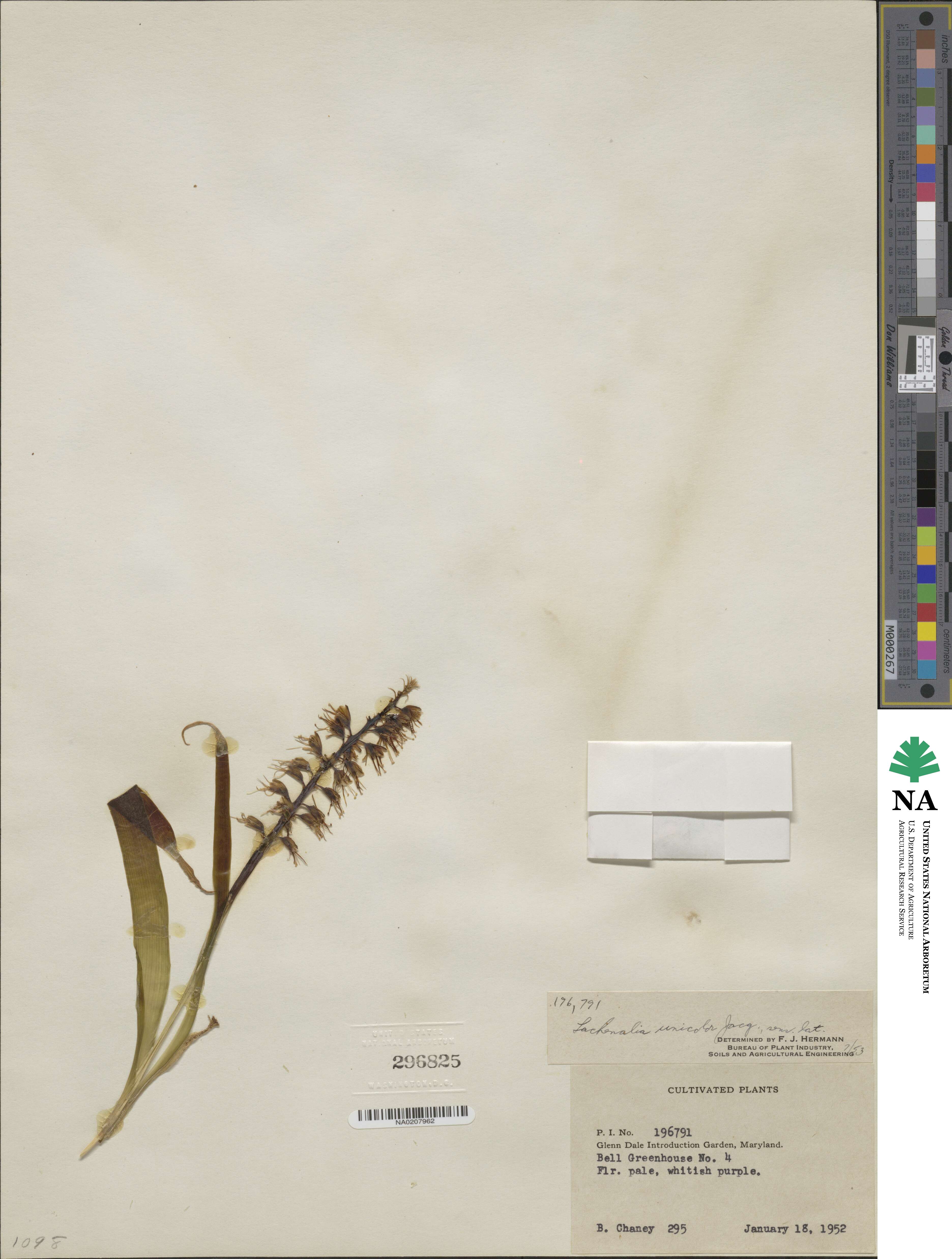 Lachenalia pallida image