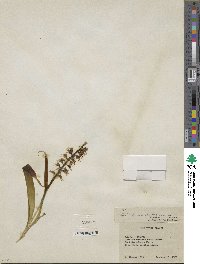 Lachenalia pallida image