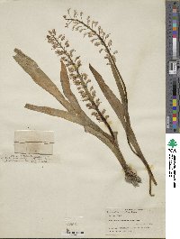 Lachenalia pallida image