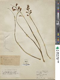 Image of Lachenalia unifolia