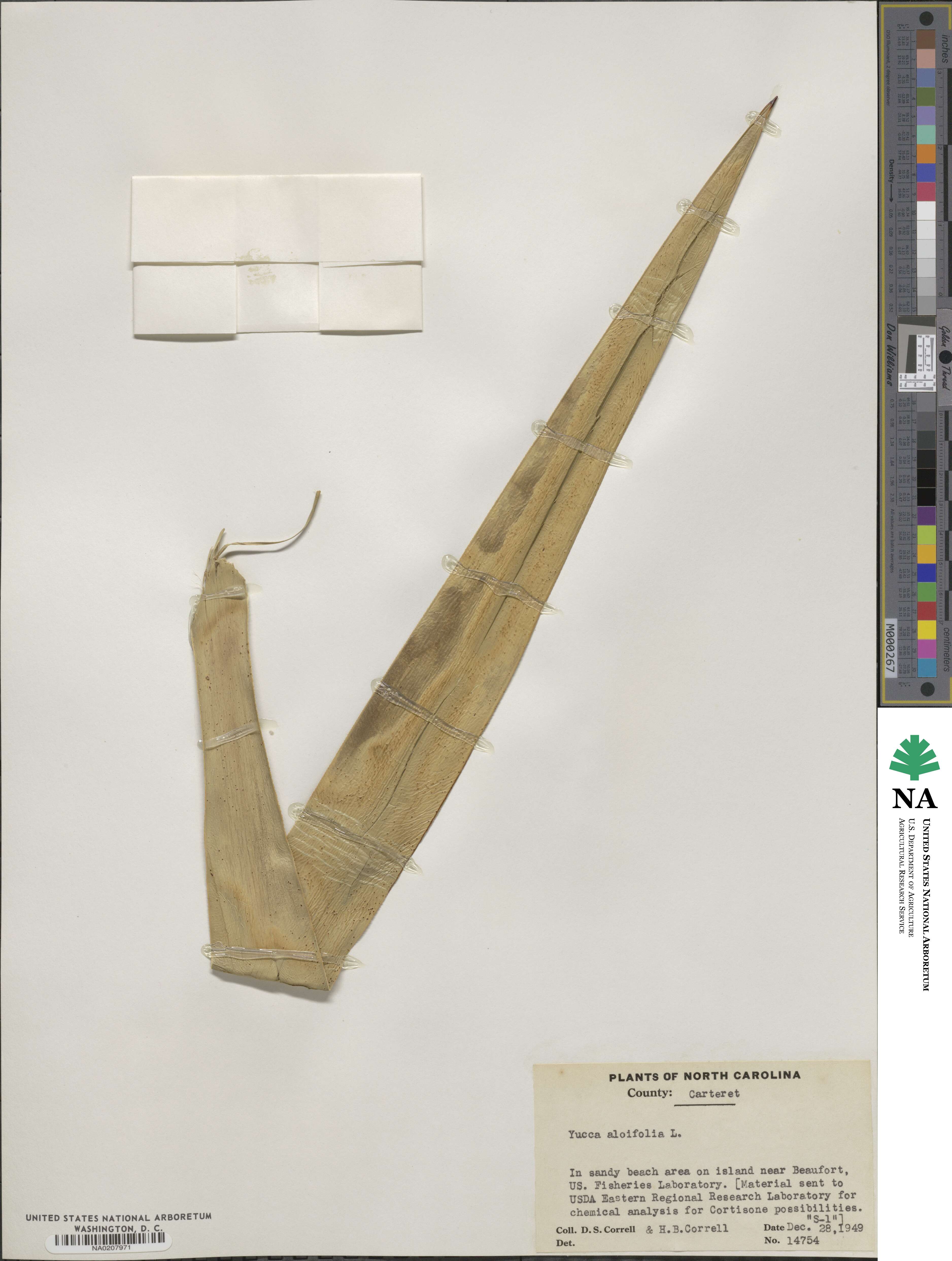 Yucca aloifolia image