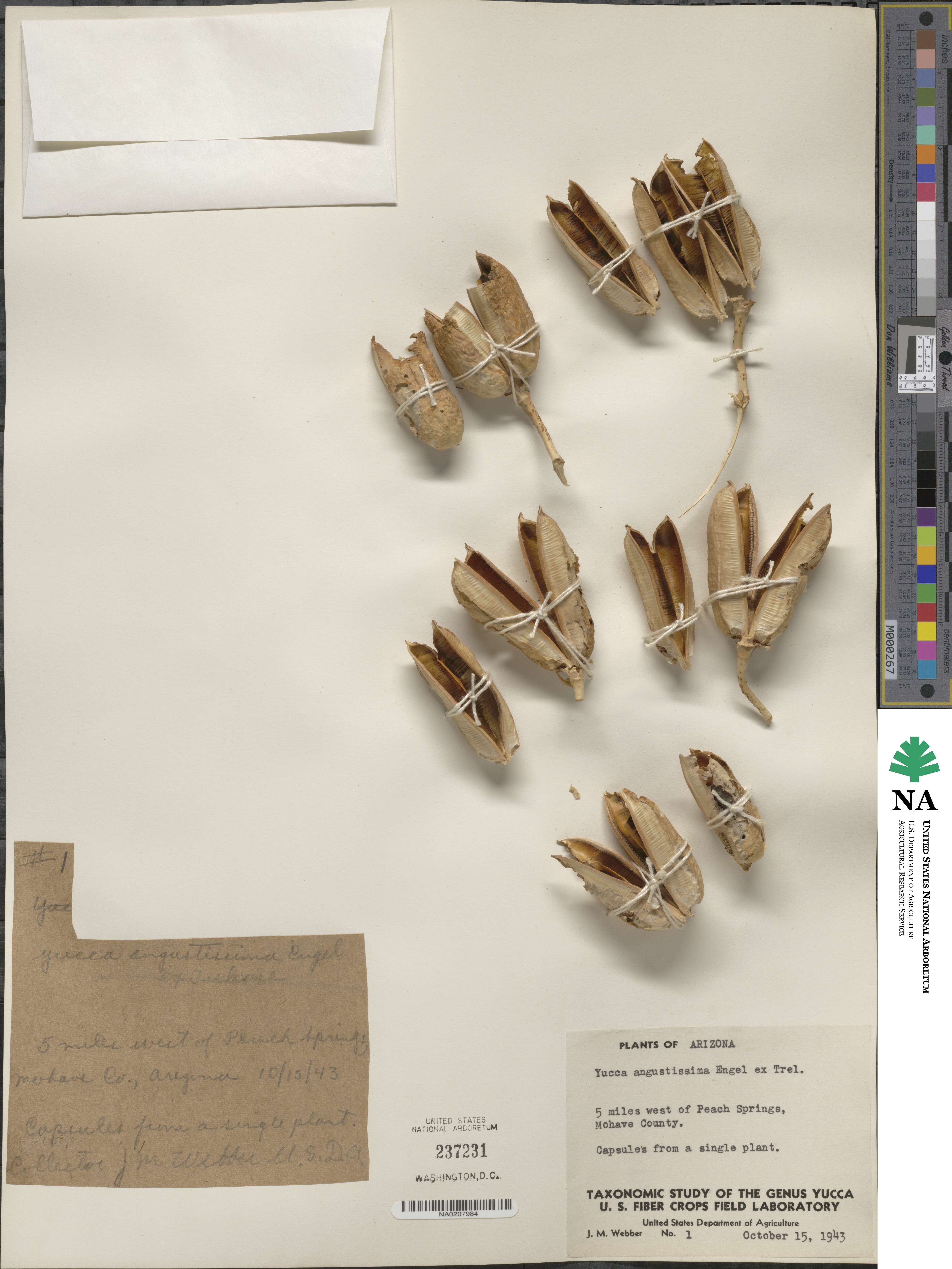 Yucca angustissima image
