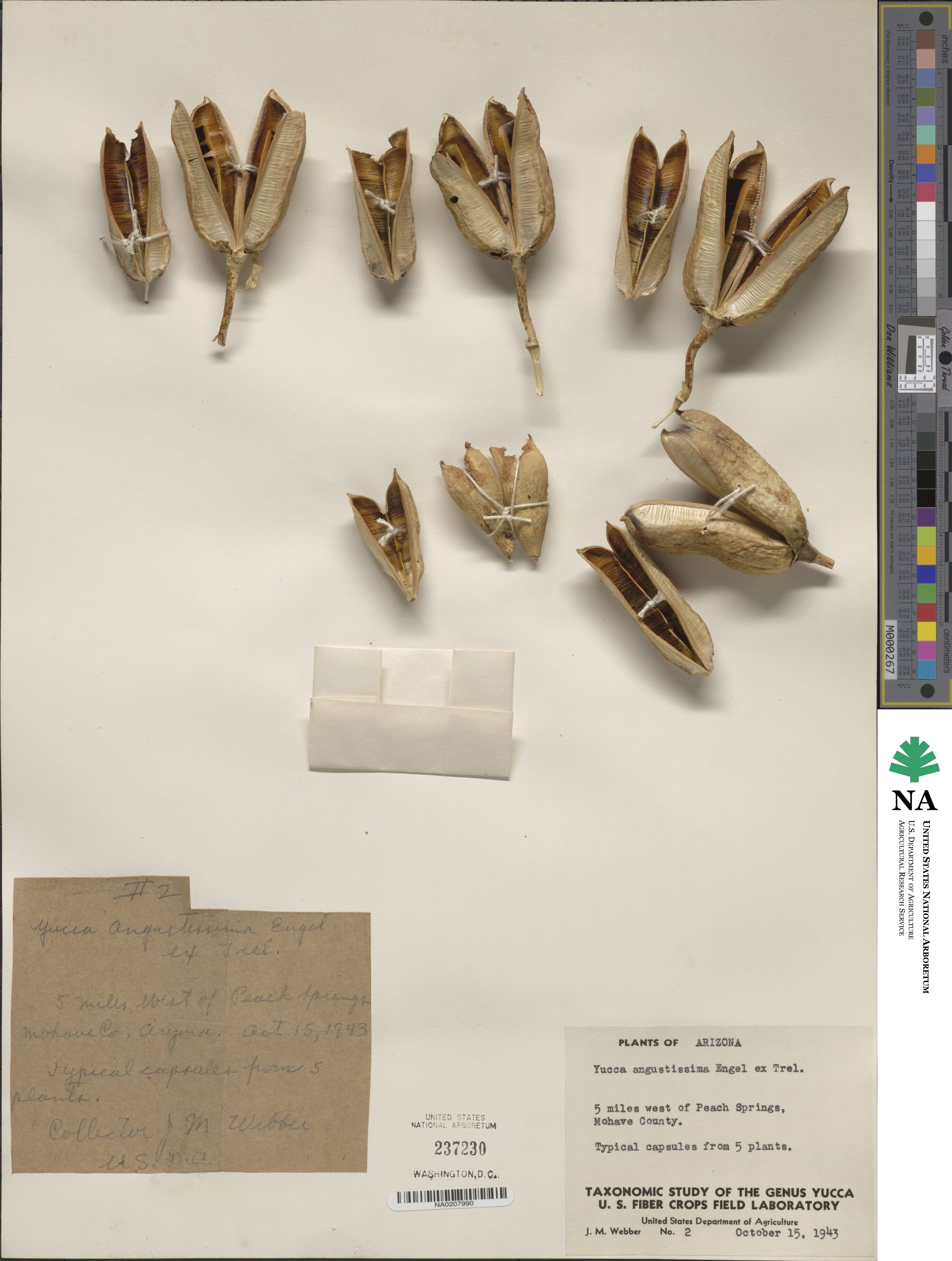 Yucca angustissima image
