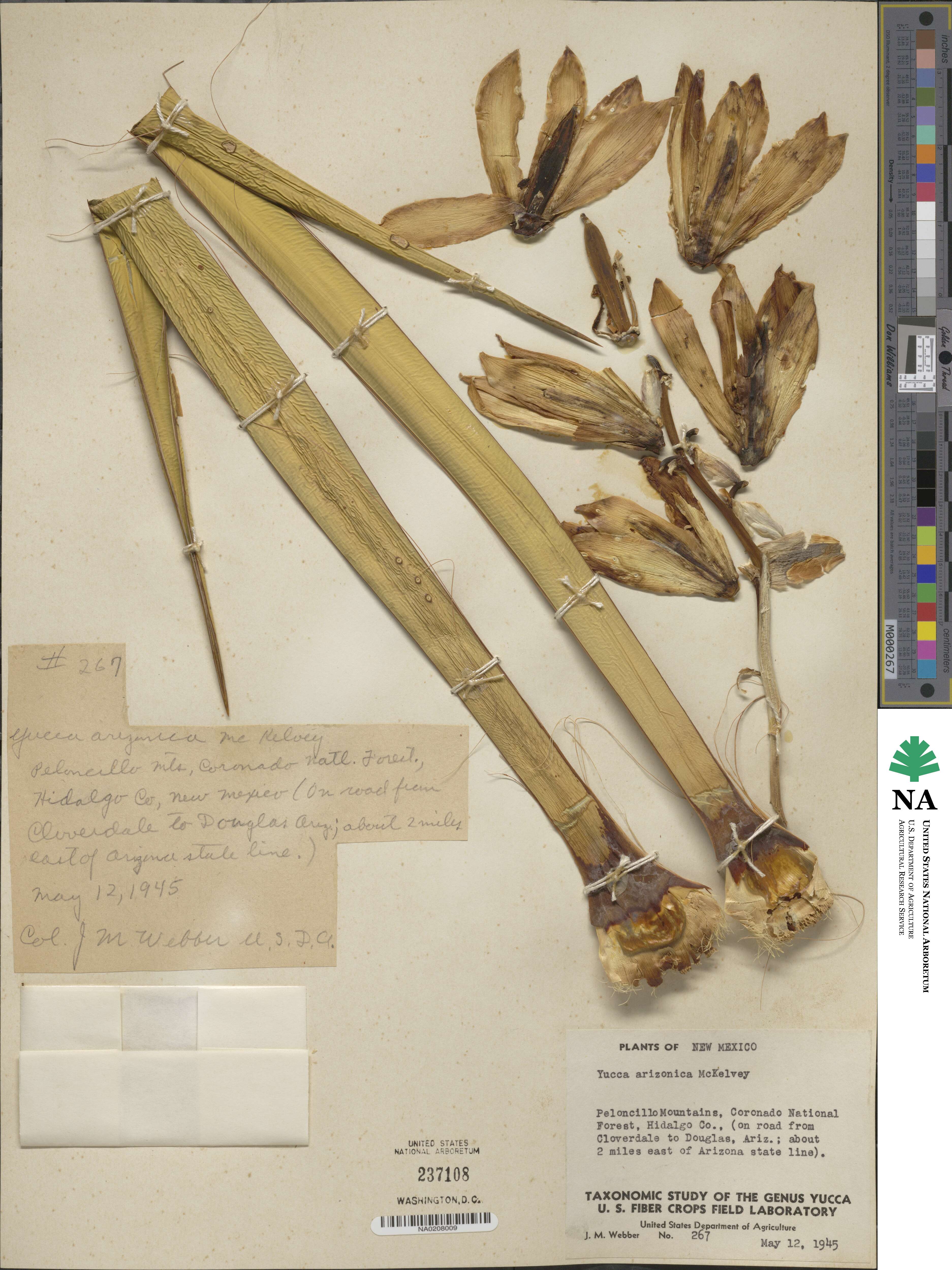 Yucca baccata var. brevifolia image