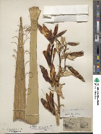 Yucca baccata image