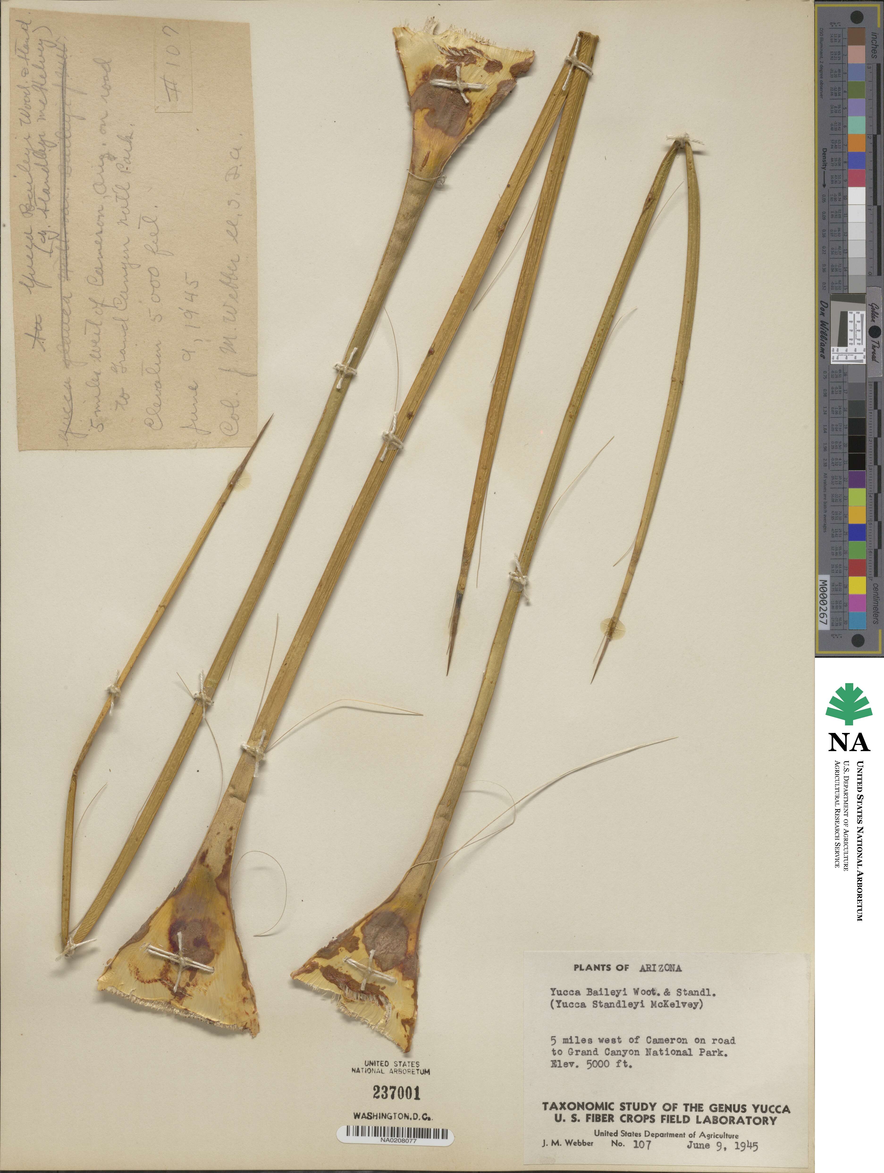 Yucca baileyi image