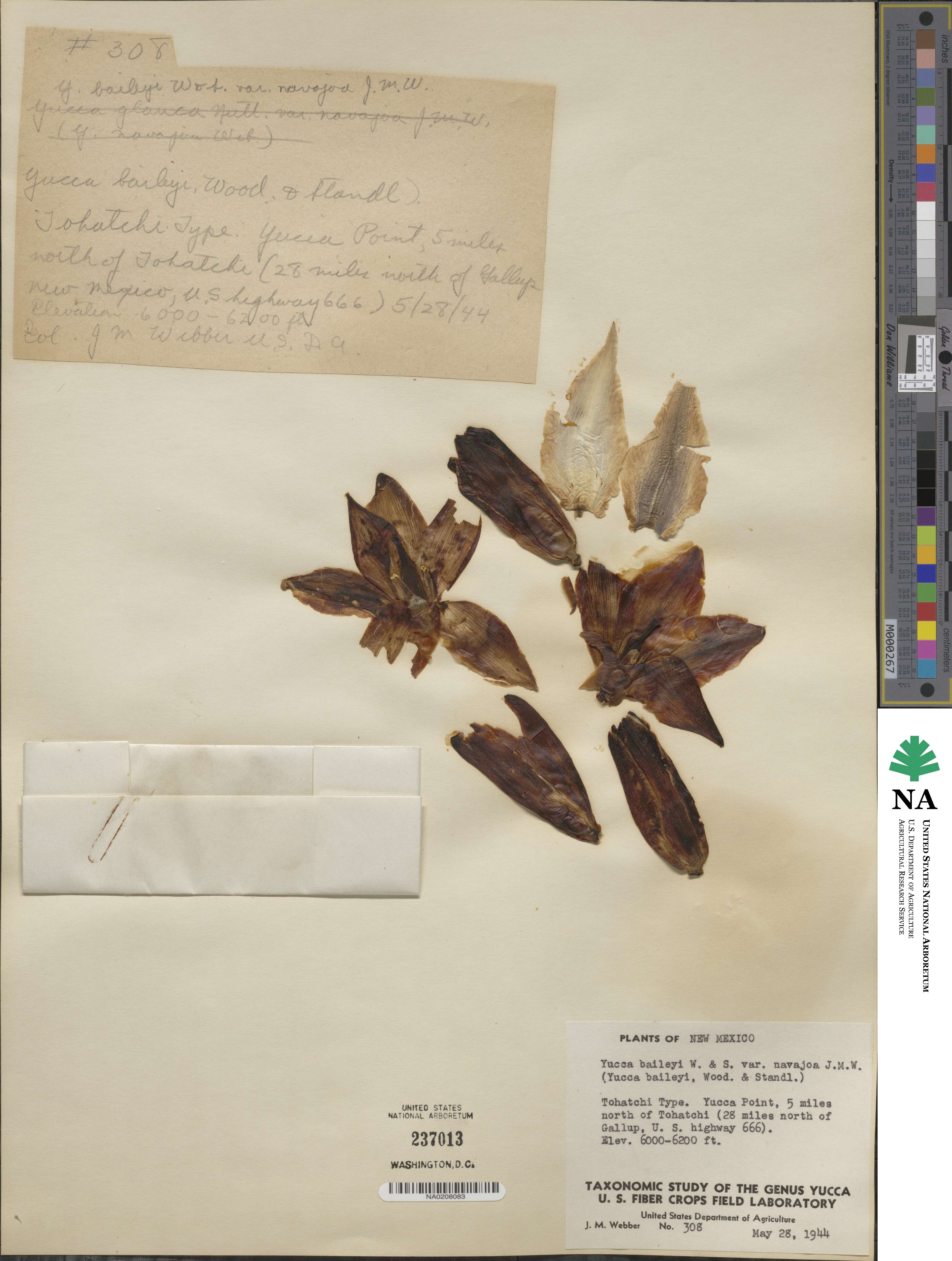 Yucca image