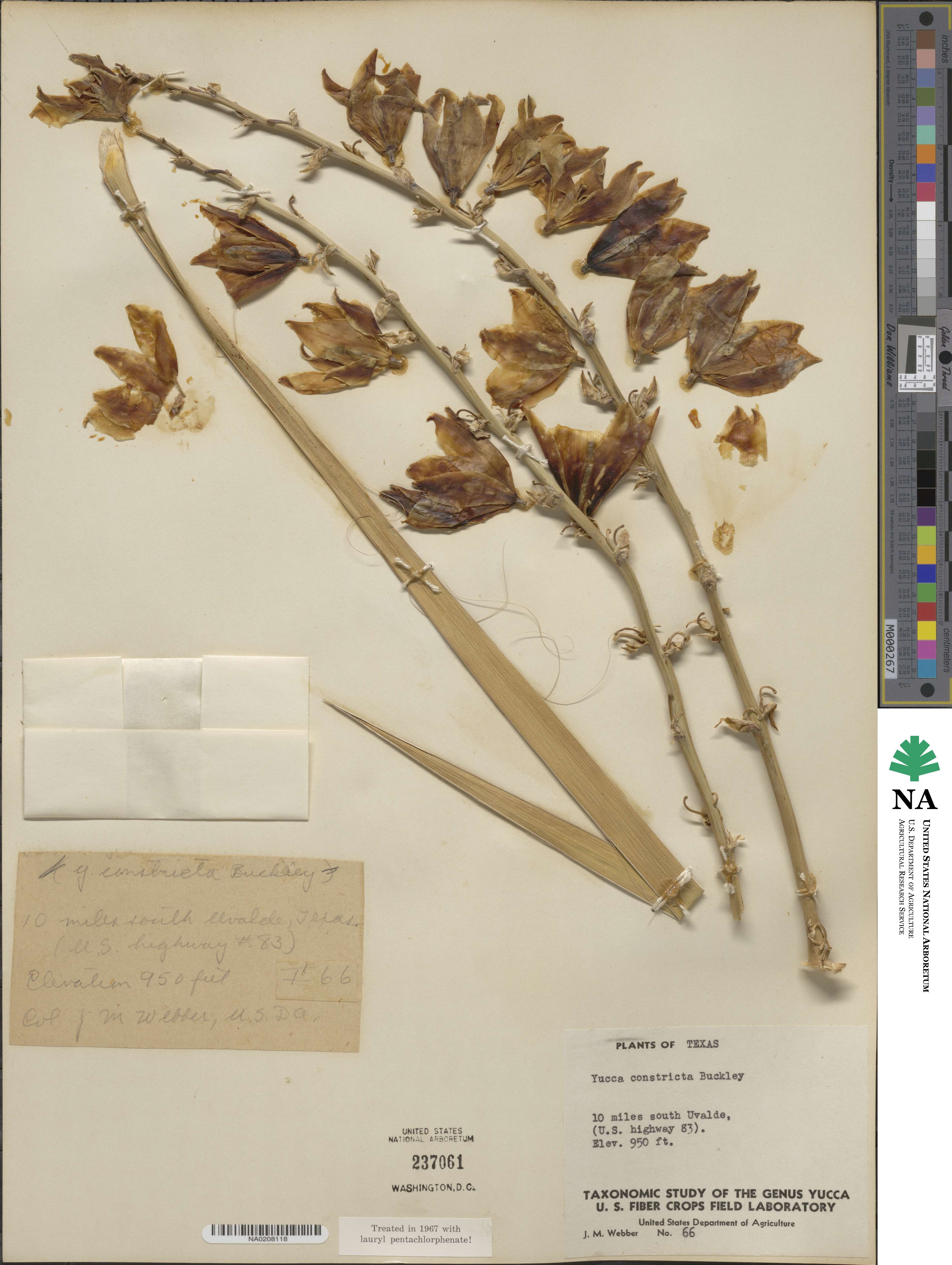 Yucca constricta image
