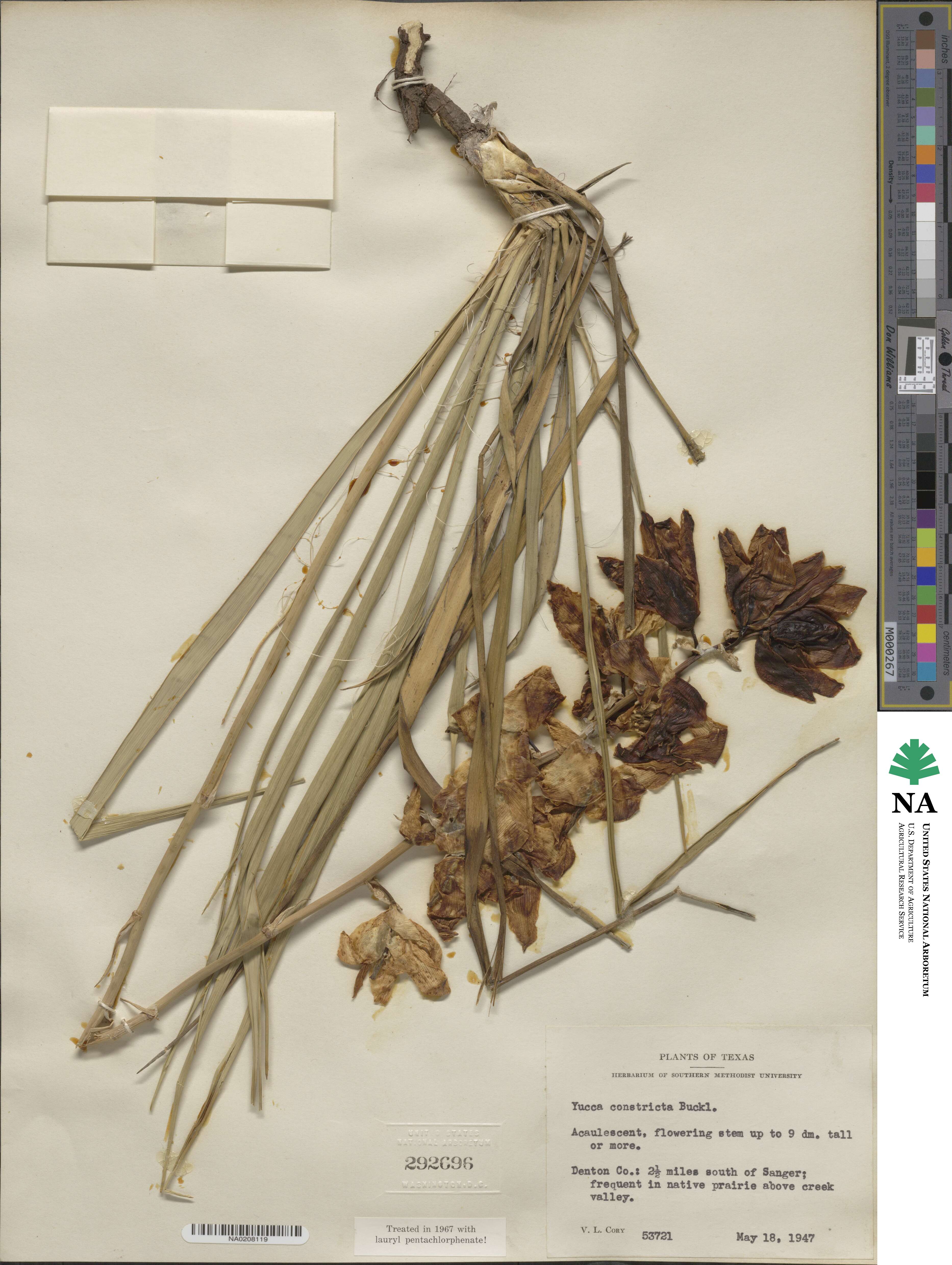Yucca constricta image