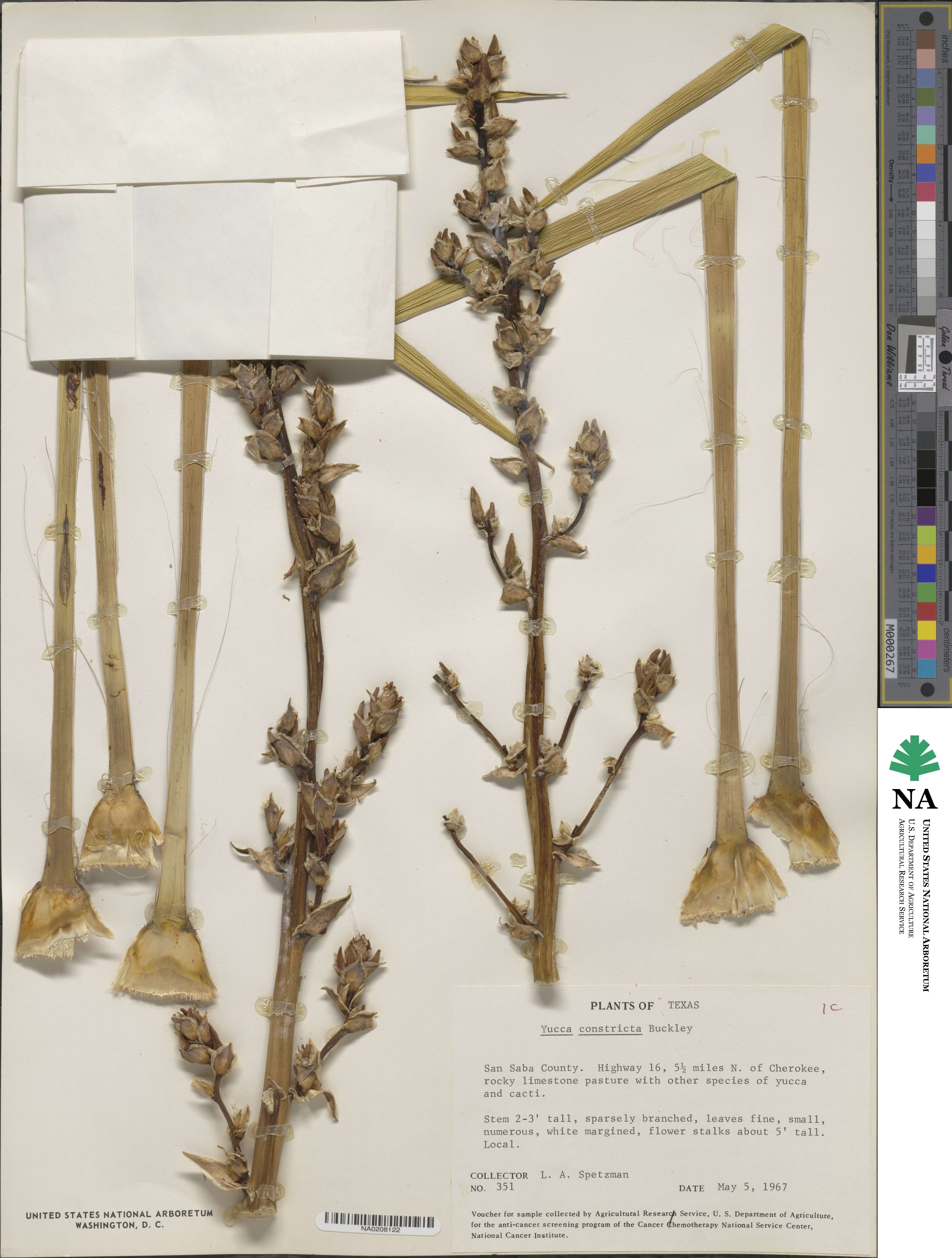 Yucca constricta image