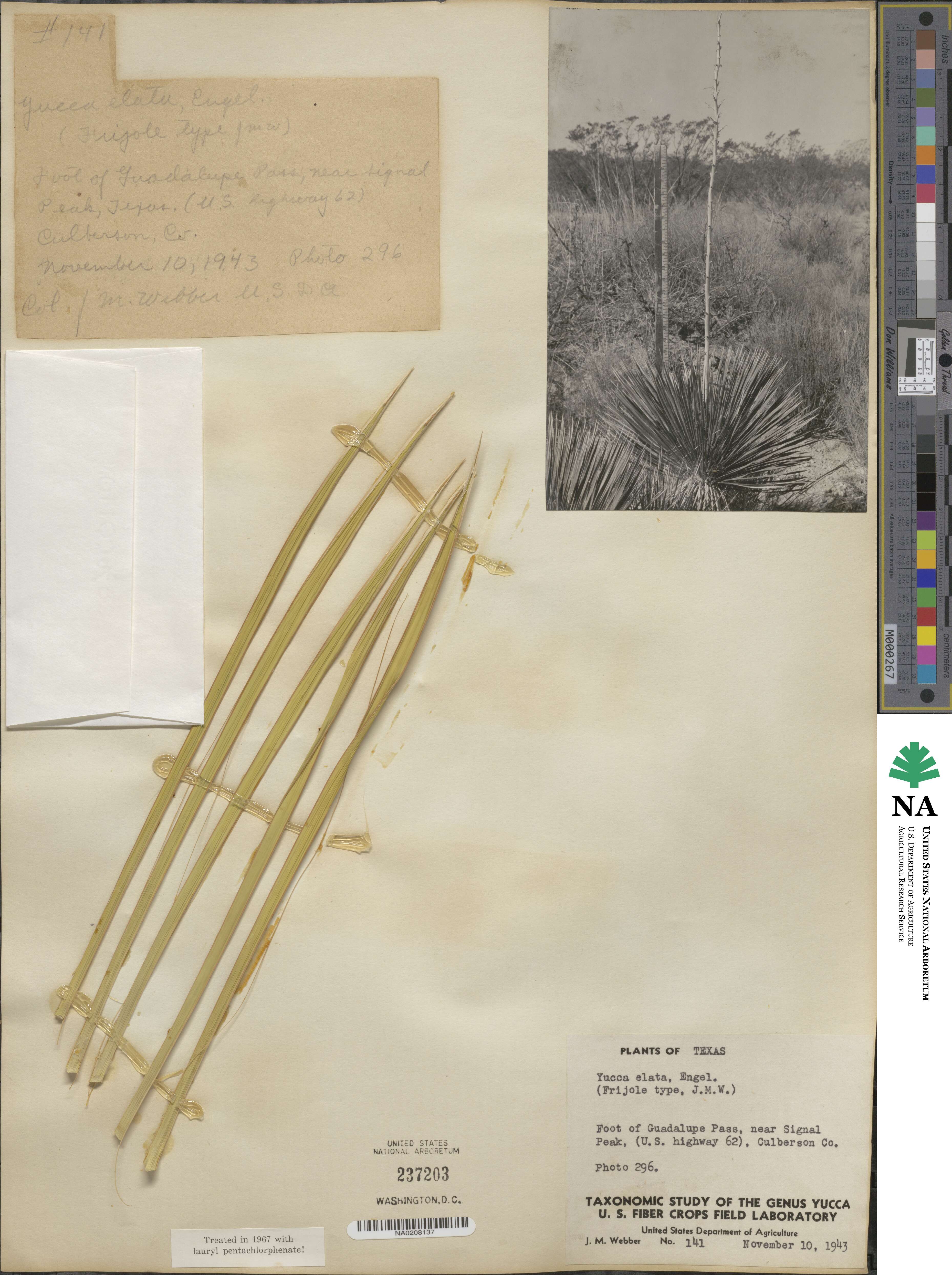 Yucca image