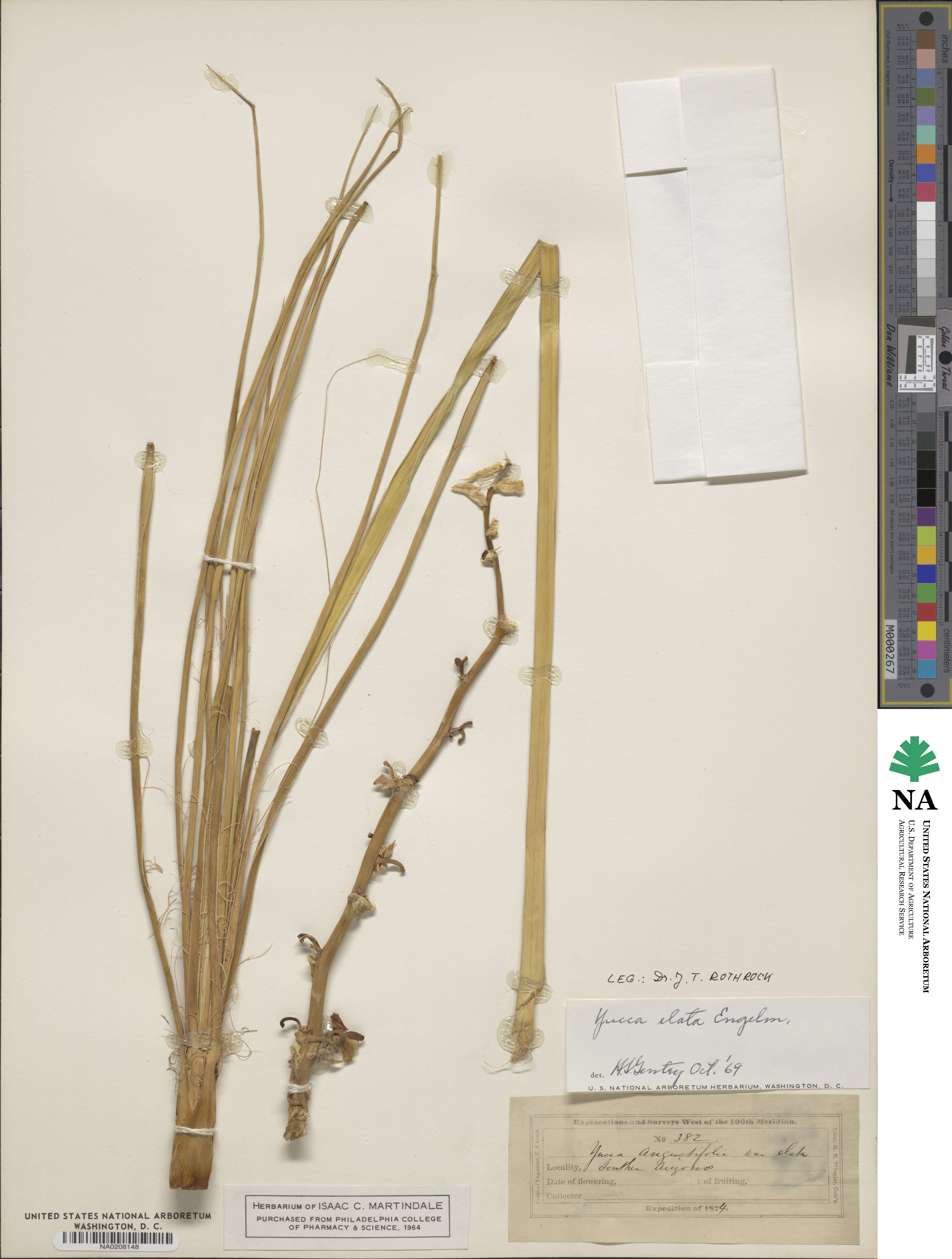 Yucca elata image