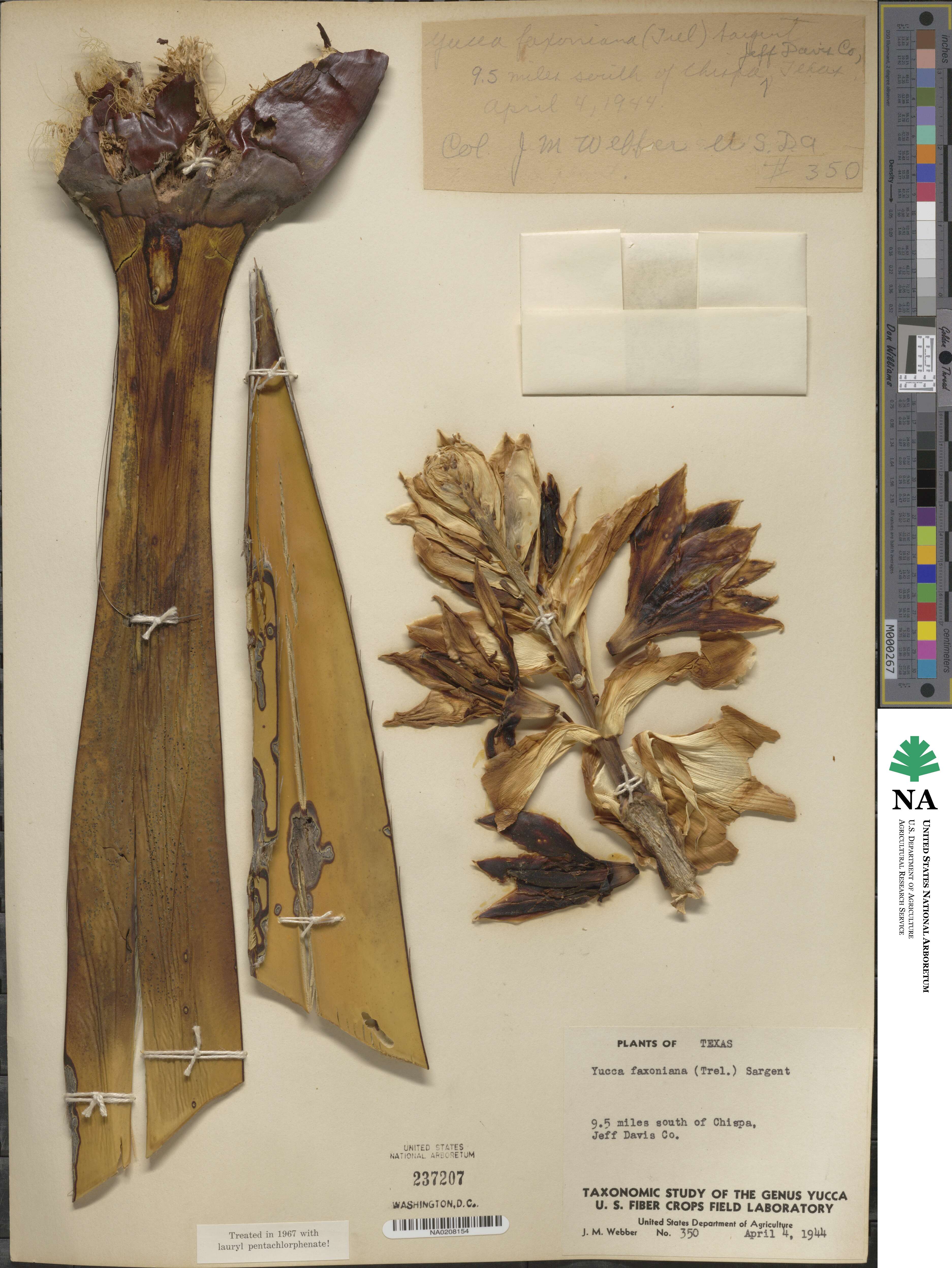 Yucca faxoniana image