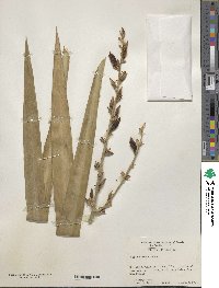 Yucca filamentosa image