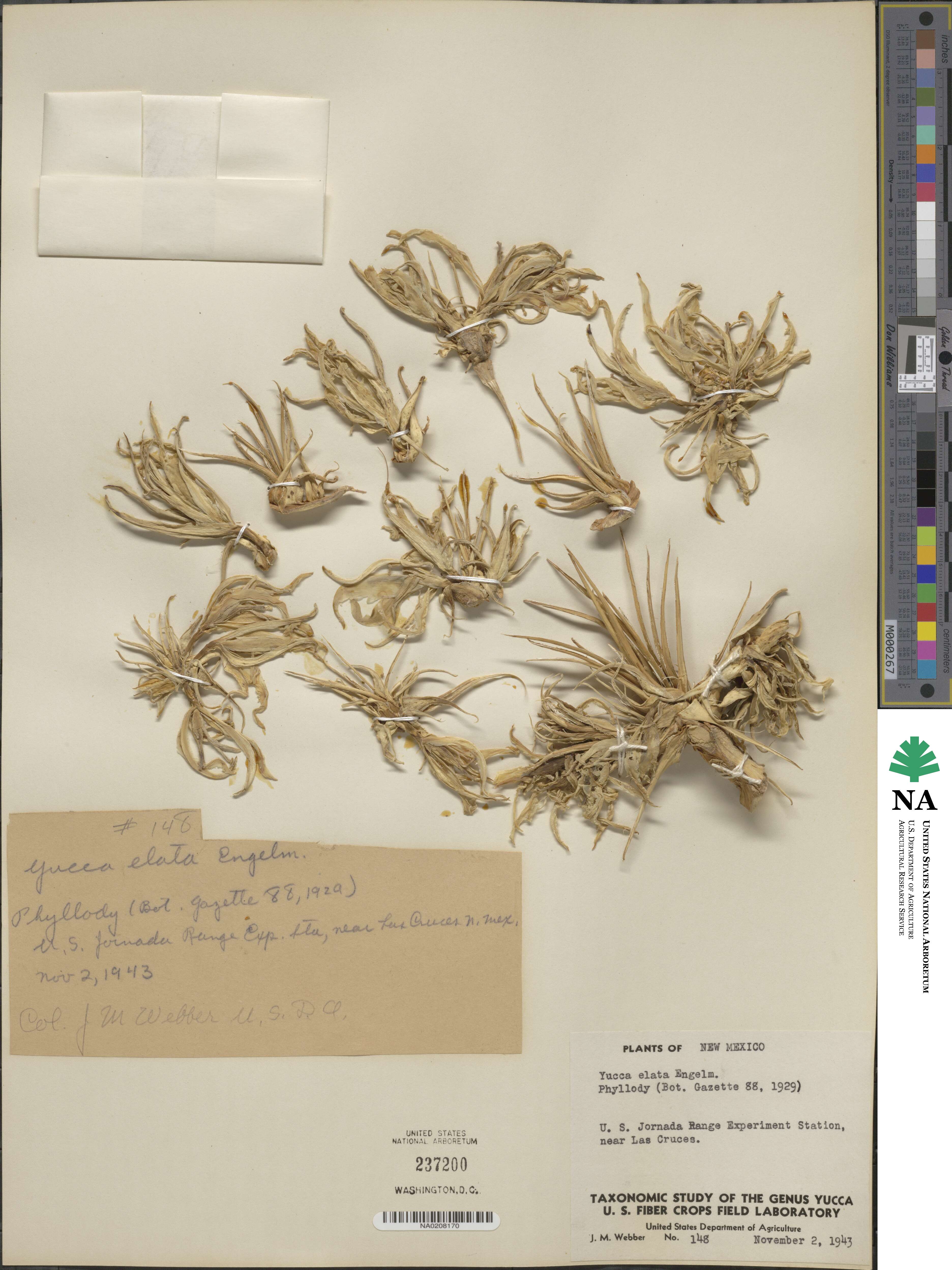 Yucca elata image