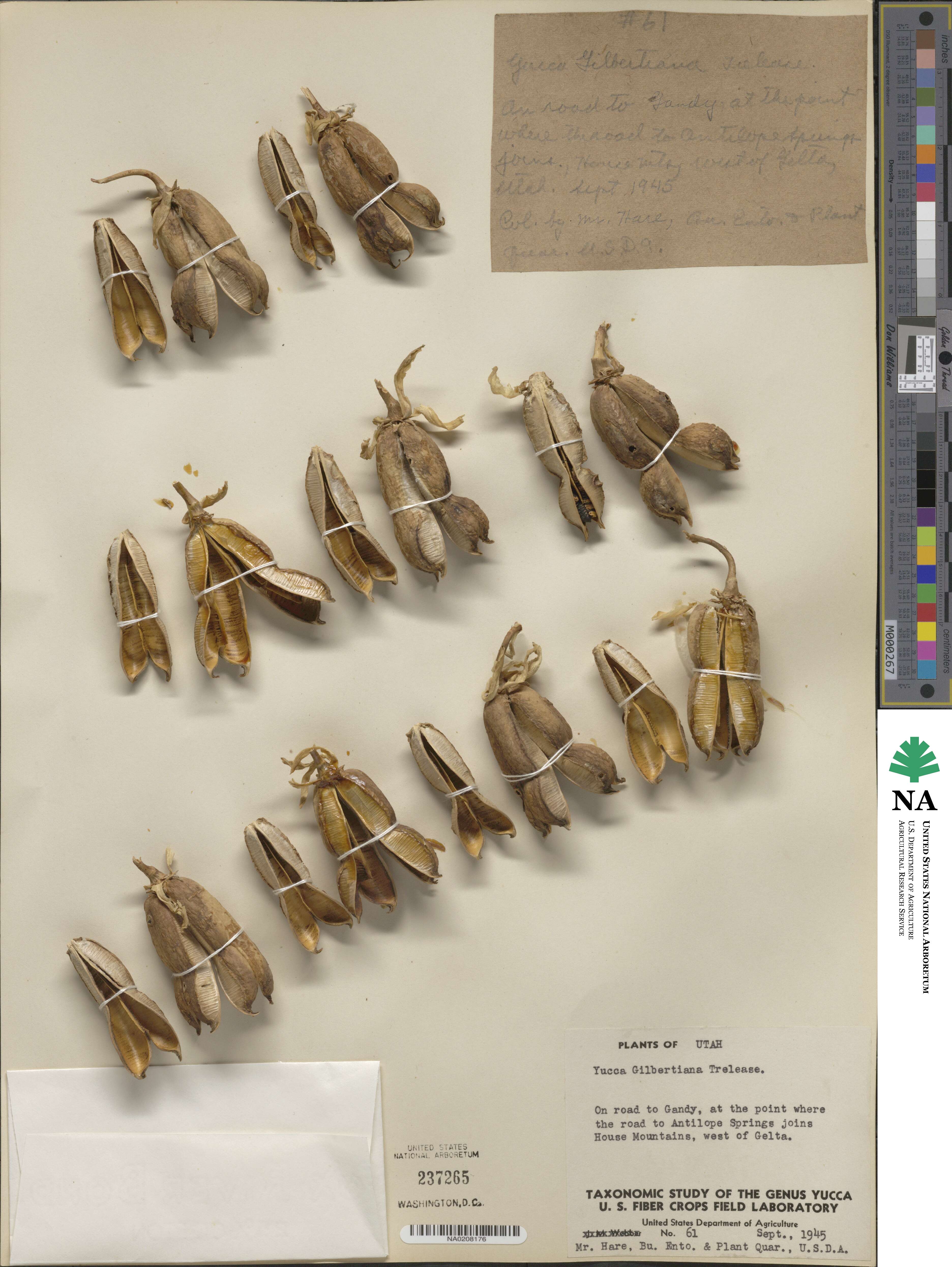 Yucca harrimaniae image