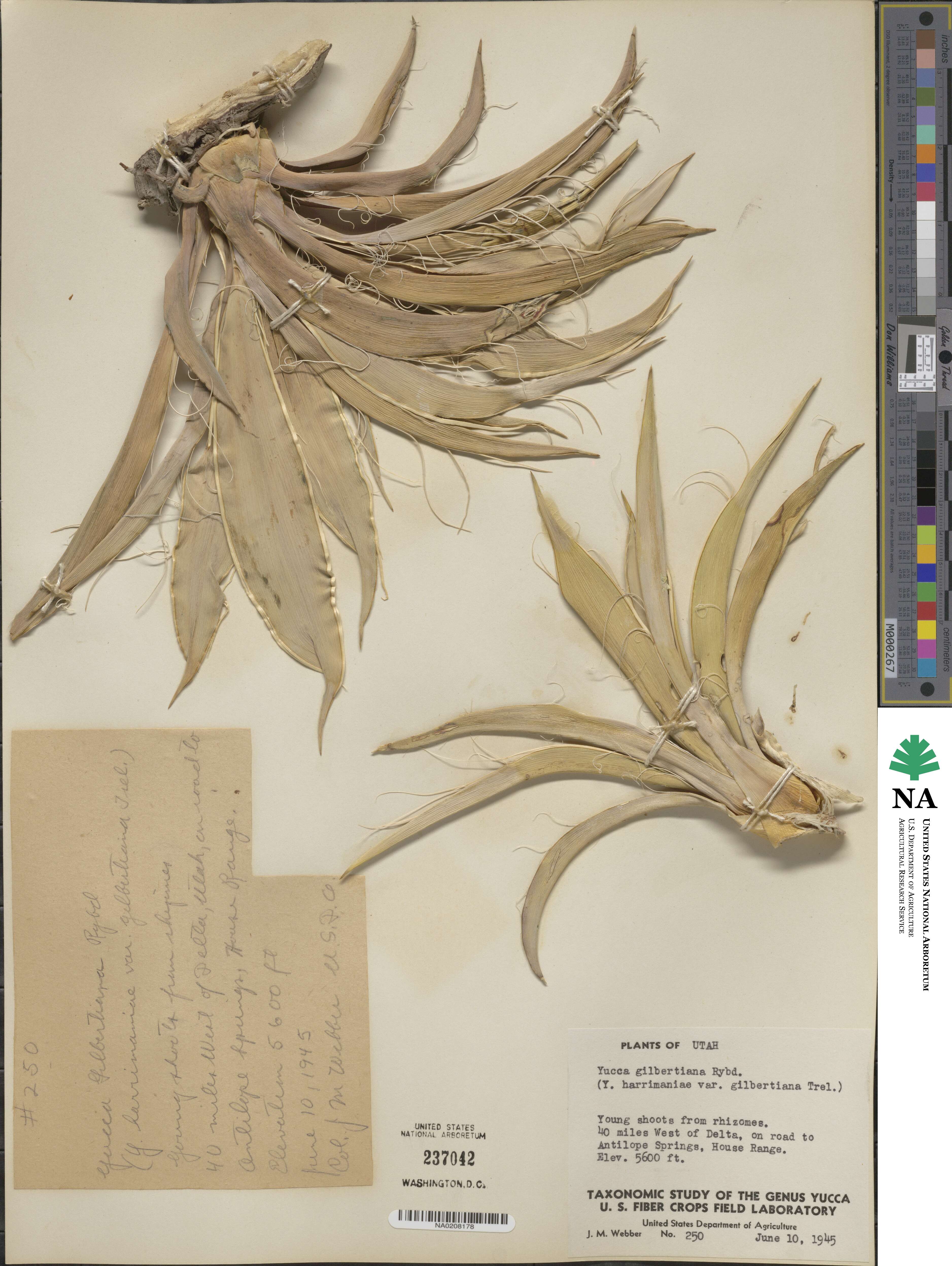 Yucca harrimaniae image