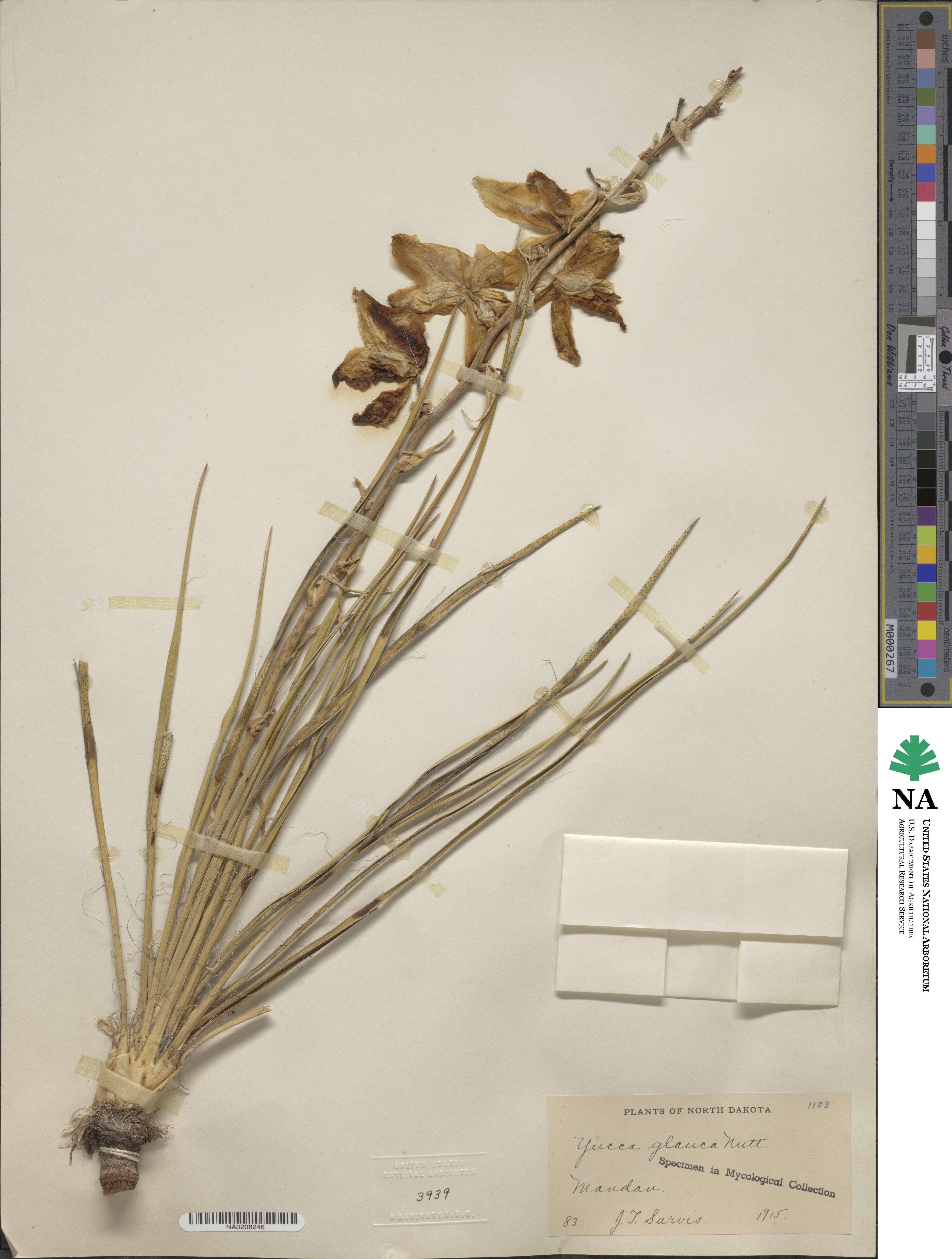 Yucca glauca image