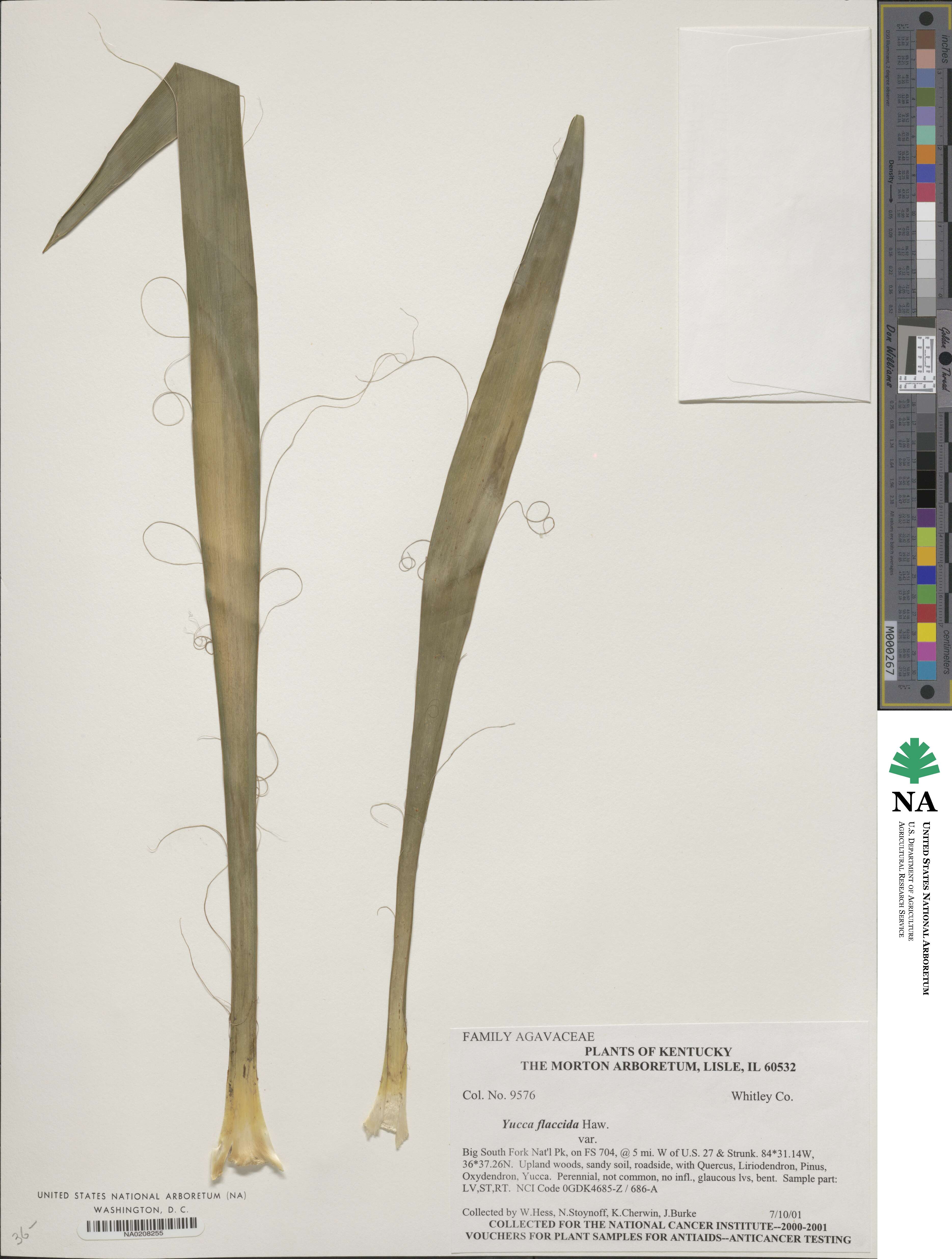 Yucca flaccida image