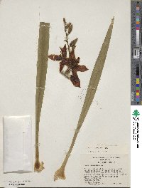 Yucca flaccida image