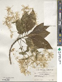 Chionanthus virginicus image