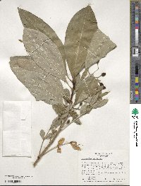 Chionanthus virginicus image