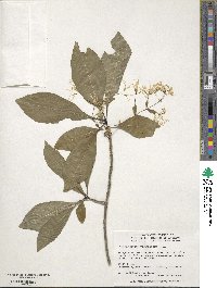 Chionanthus virginicus image