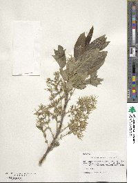 Chionanthus virginicus image