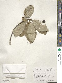 Chionanthus virginicus image