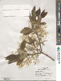 Chionanthus virginicus image