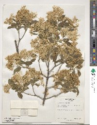 Chionanthus virginicus image