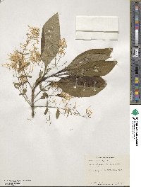 Chionanthus virginicus image