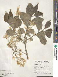 Chionanthus virginicus image