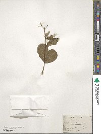 Chionanthus virginicus image